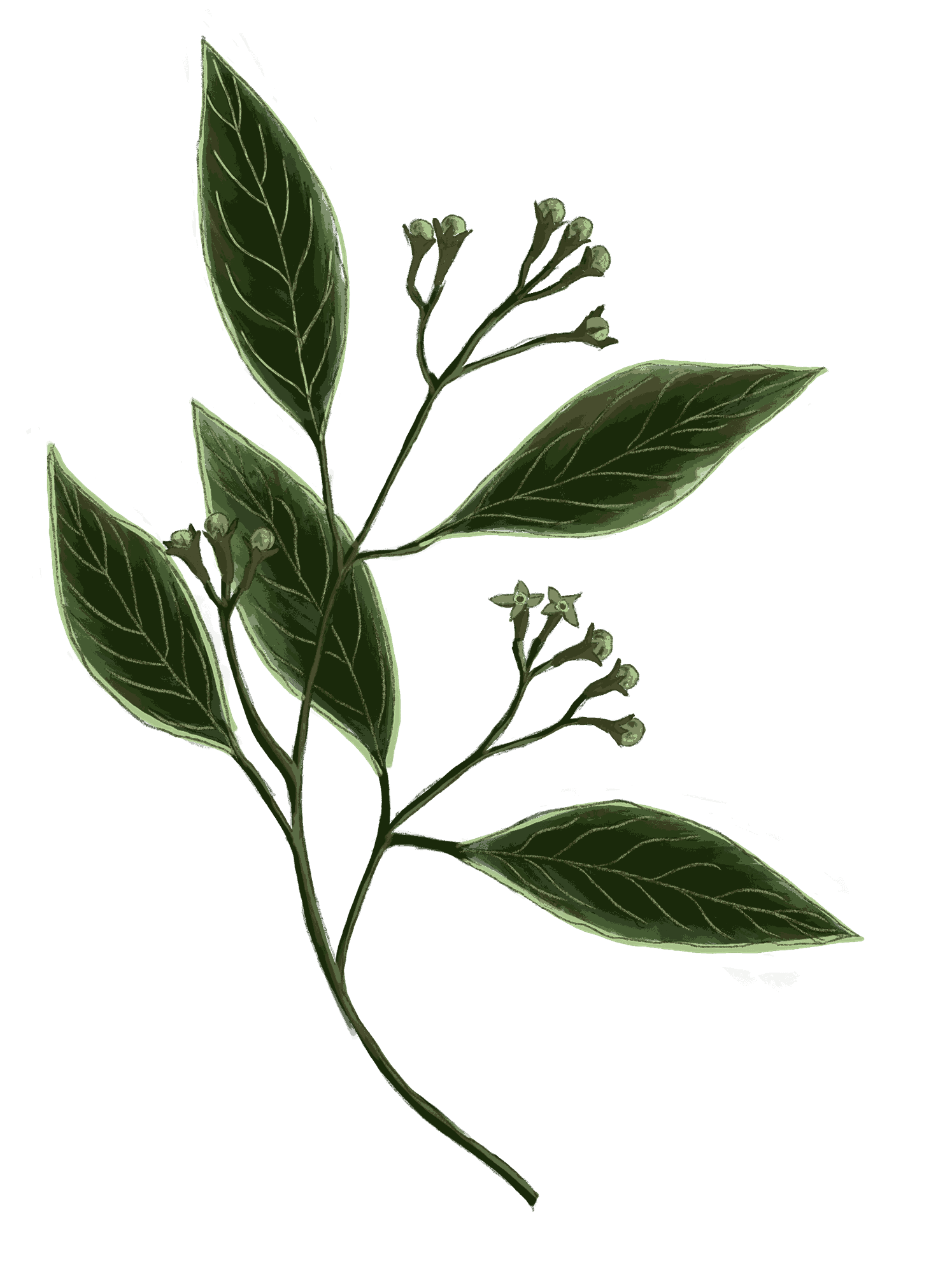 //oldschoolrituals.in/cdn/shop/files/Clove_2_6ffa8a33-964e-47cf-a57d-4a1ec9e47dd5.png?v=1754928146