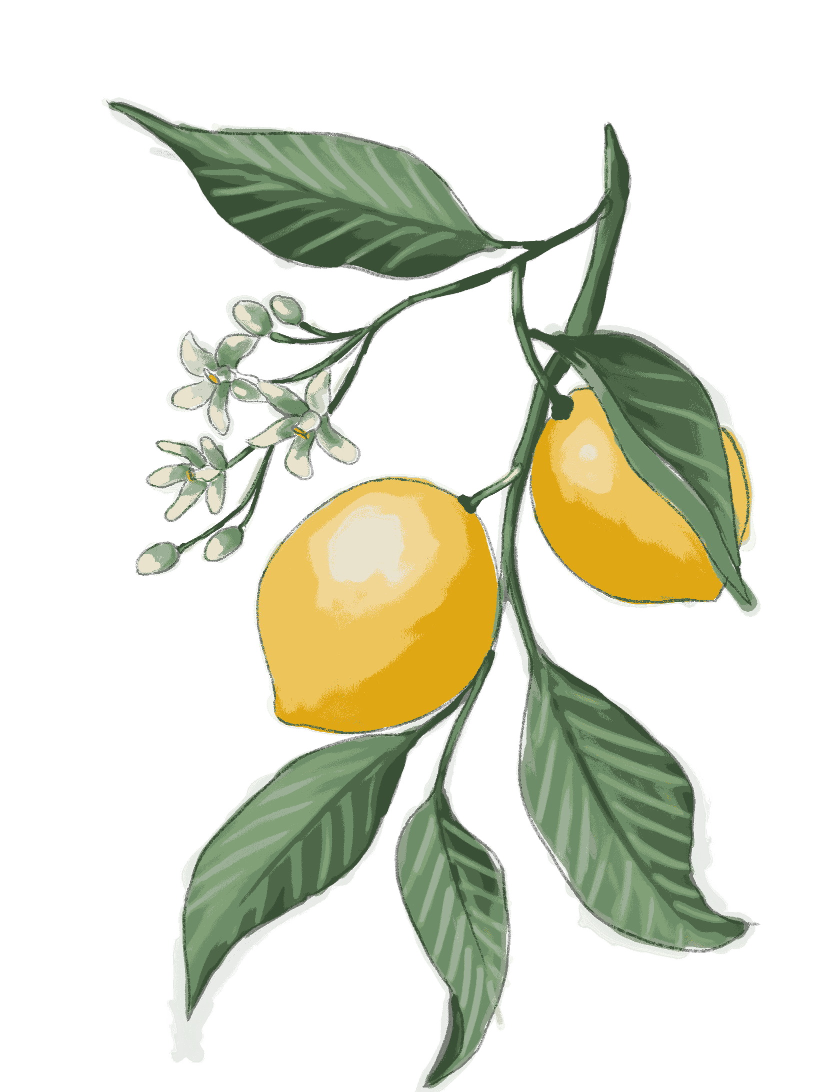 //oldschoolrituals.in/cdn/shop/files/Lemon_2.png?v=1754934028