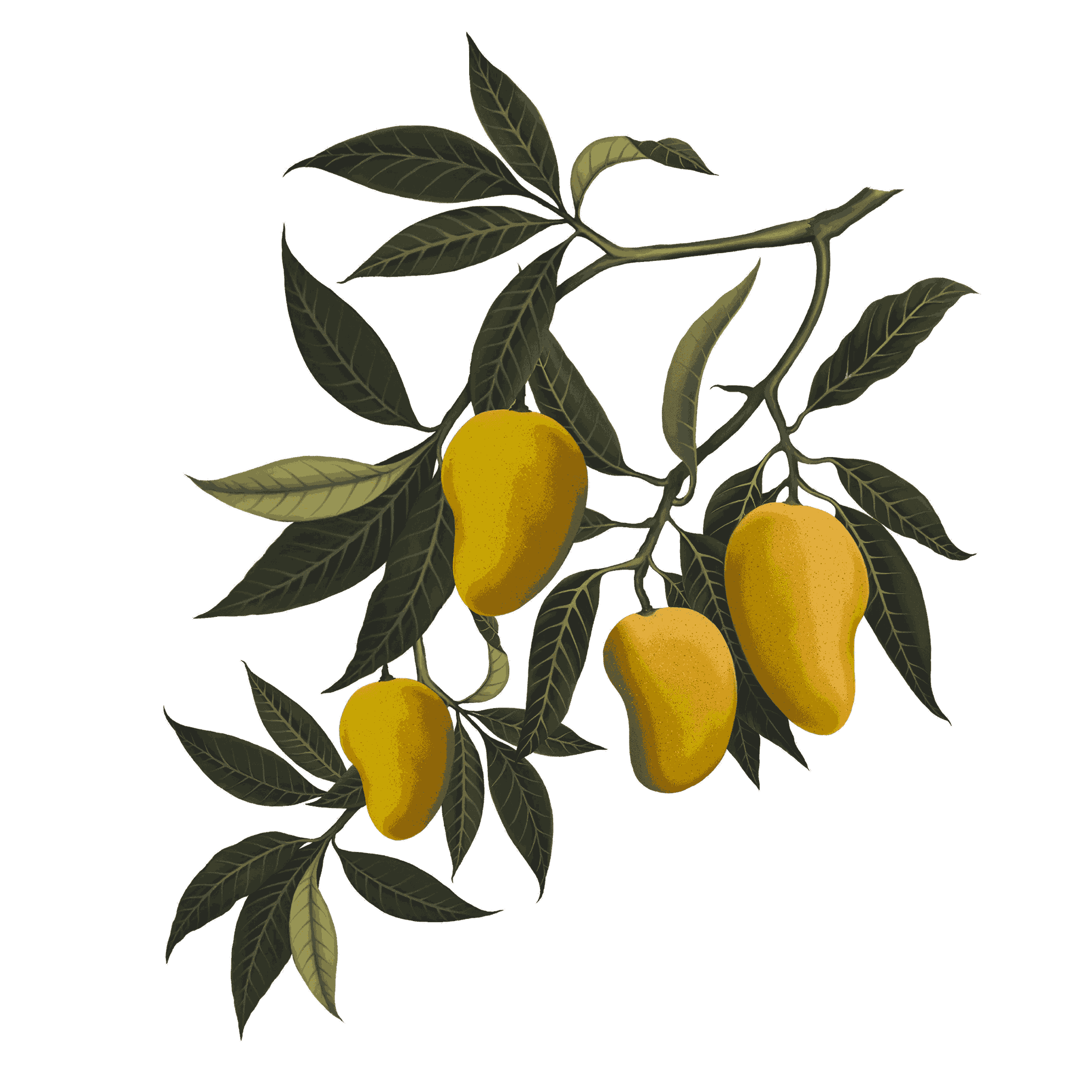 //oldschoolrituals.in/cdn/shop/files/Mango-branch-Open-layers_-_Edited_6264d2ec-3cf1-4241-8b2a-8076ddbe10cc.png?v=1754934793