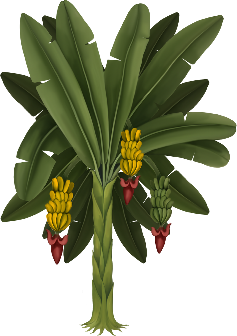 Arrack of Rice & Bananas Cleansing Nectar