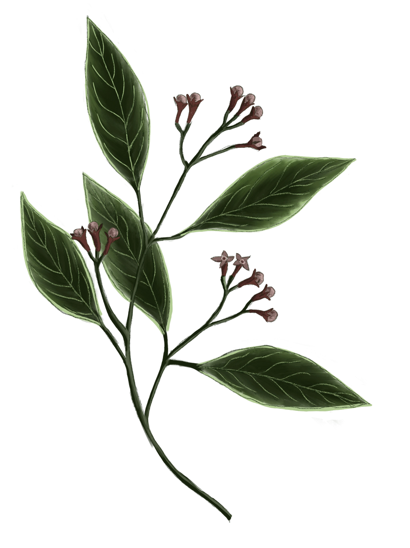 Arrack of Indian Spices Cleansing Nectar