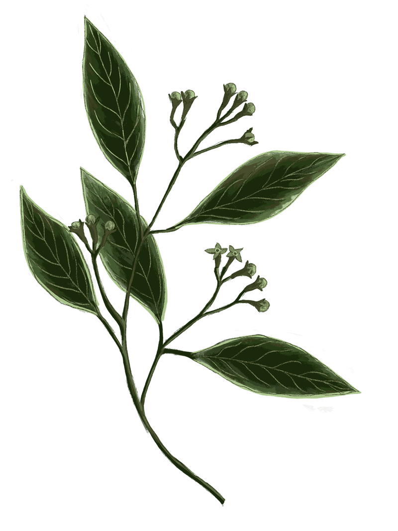 Hand-Pound Spices Purifying Face Elixir