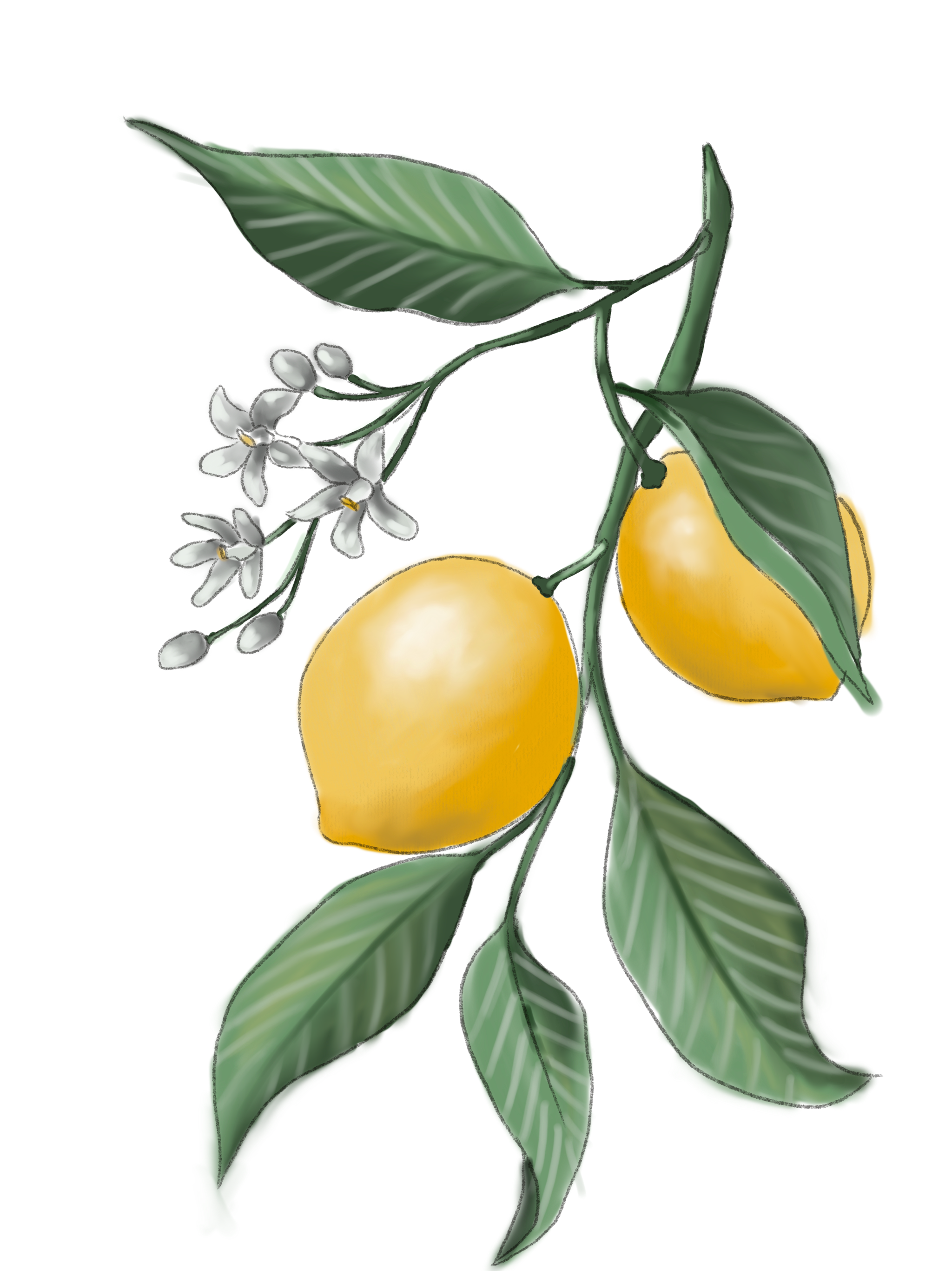 //oldschoolrituals.in/cdn/shop/files/Lemon_2.png?v=1710238874