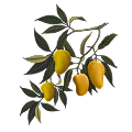 Mango & Lemon Sugar Brightening Face Elixir