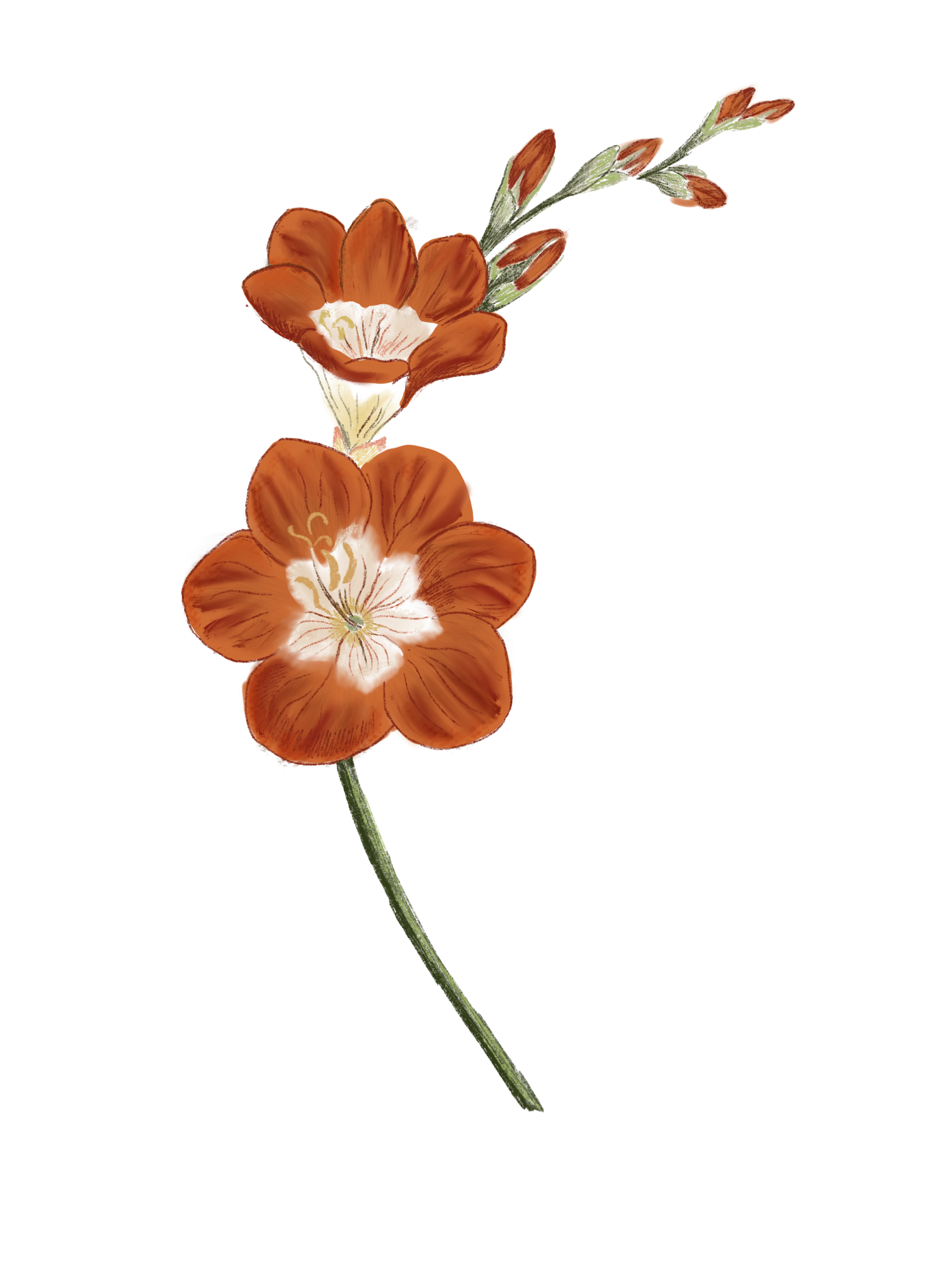 //oldschoolrituals.in/cdn/shop/files/Saffron_2.webp?v=1770631074