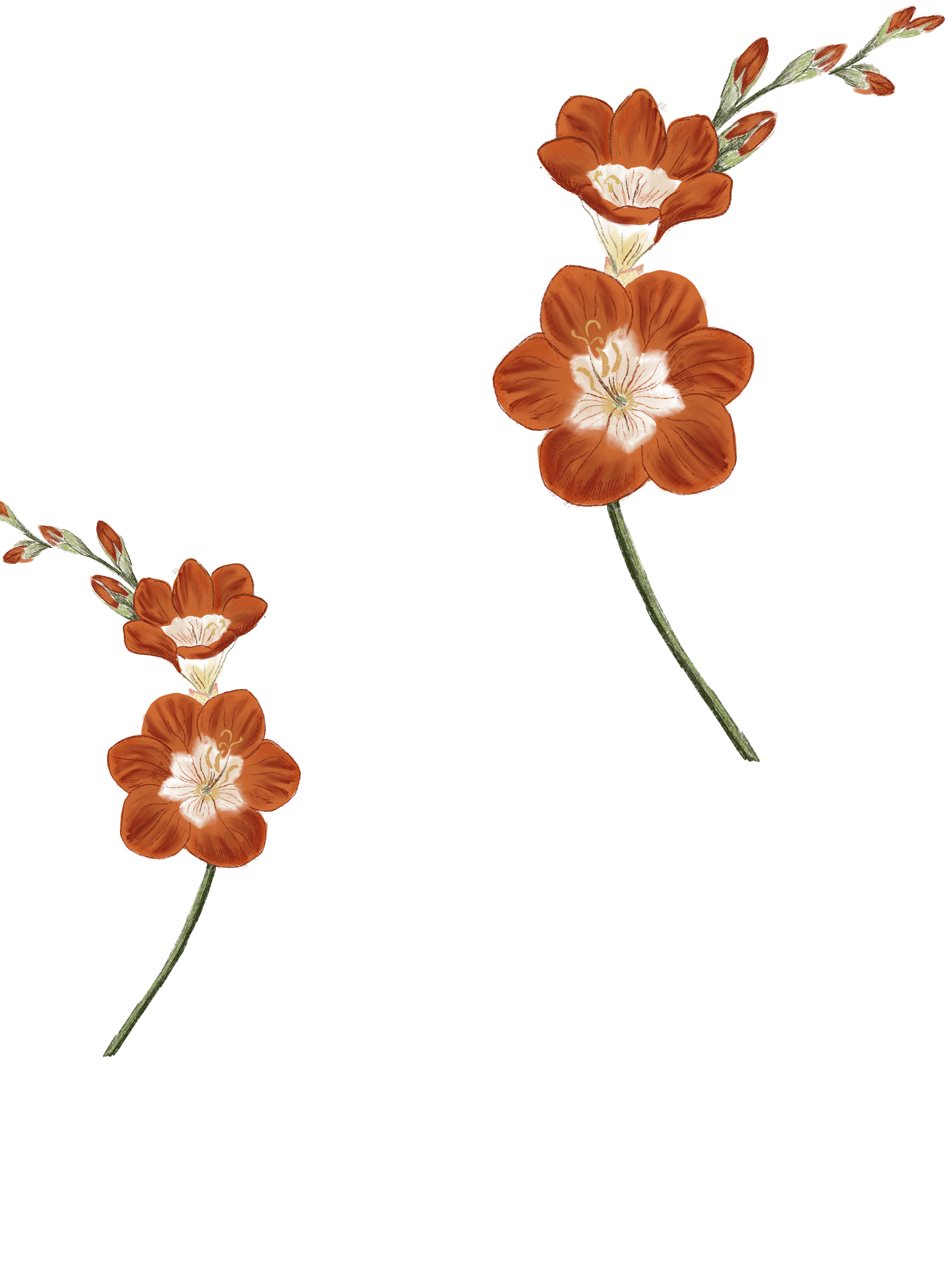 //oldschoolrituals.in/cdn/shop/files/Saffron_for_Pouch.png?v=1740038915