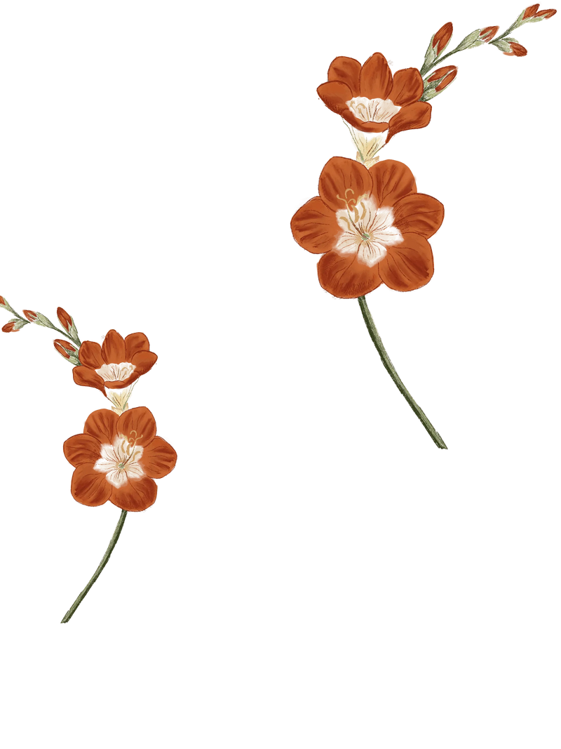 Kumkumadi Saffron Essentials Face Elixir