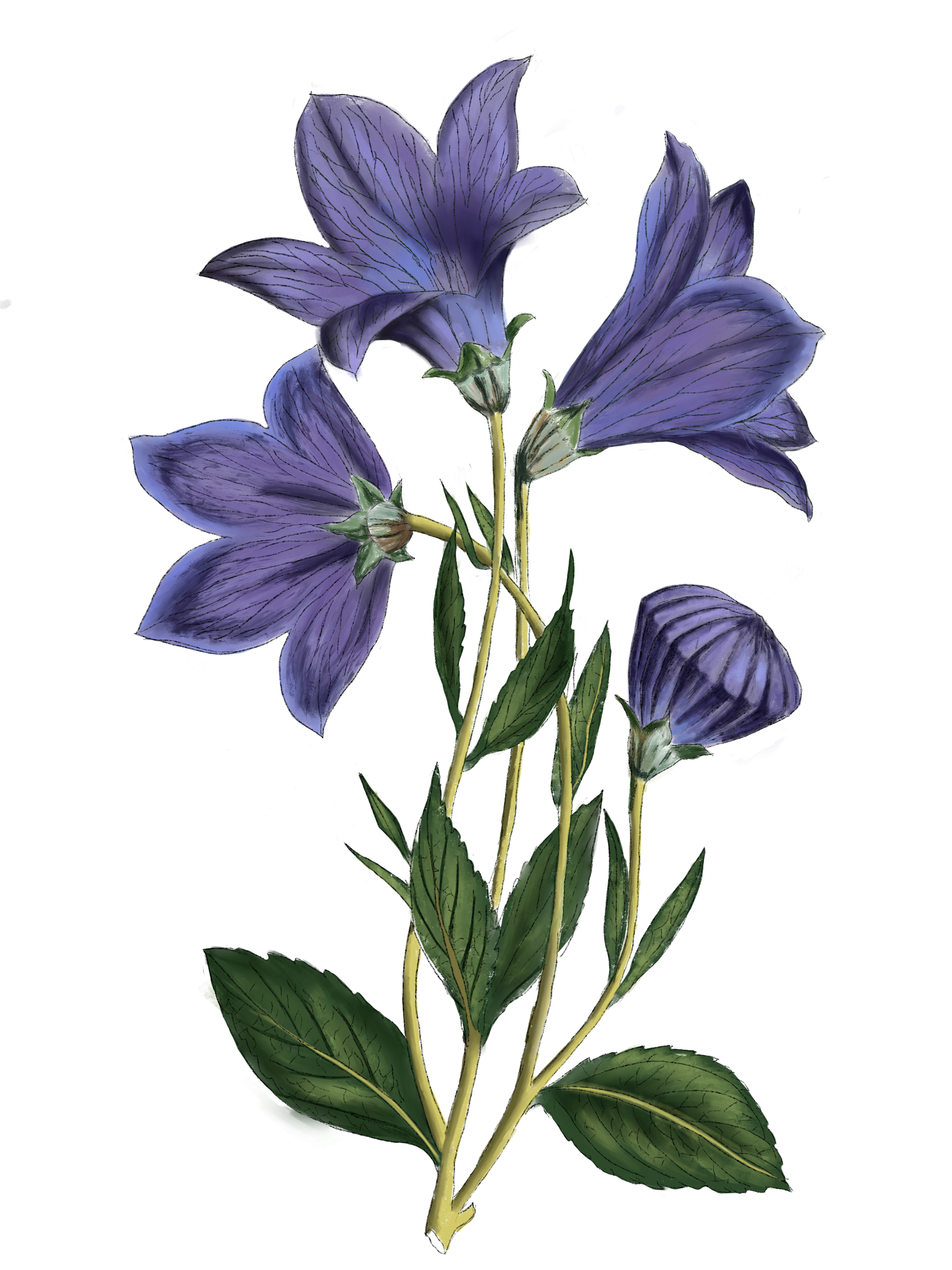 //oldschoolrituals.in/cdn/shop/files/Untitled_Artwork.png?v=1770010773